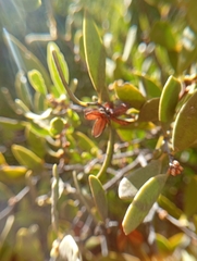 Maytenus viscifolia (Maytenus viscifolia)