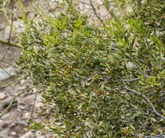 Maytenus viscifolia (Maytenus viscifolia)