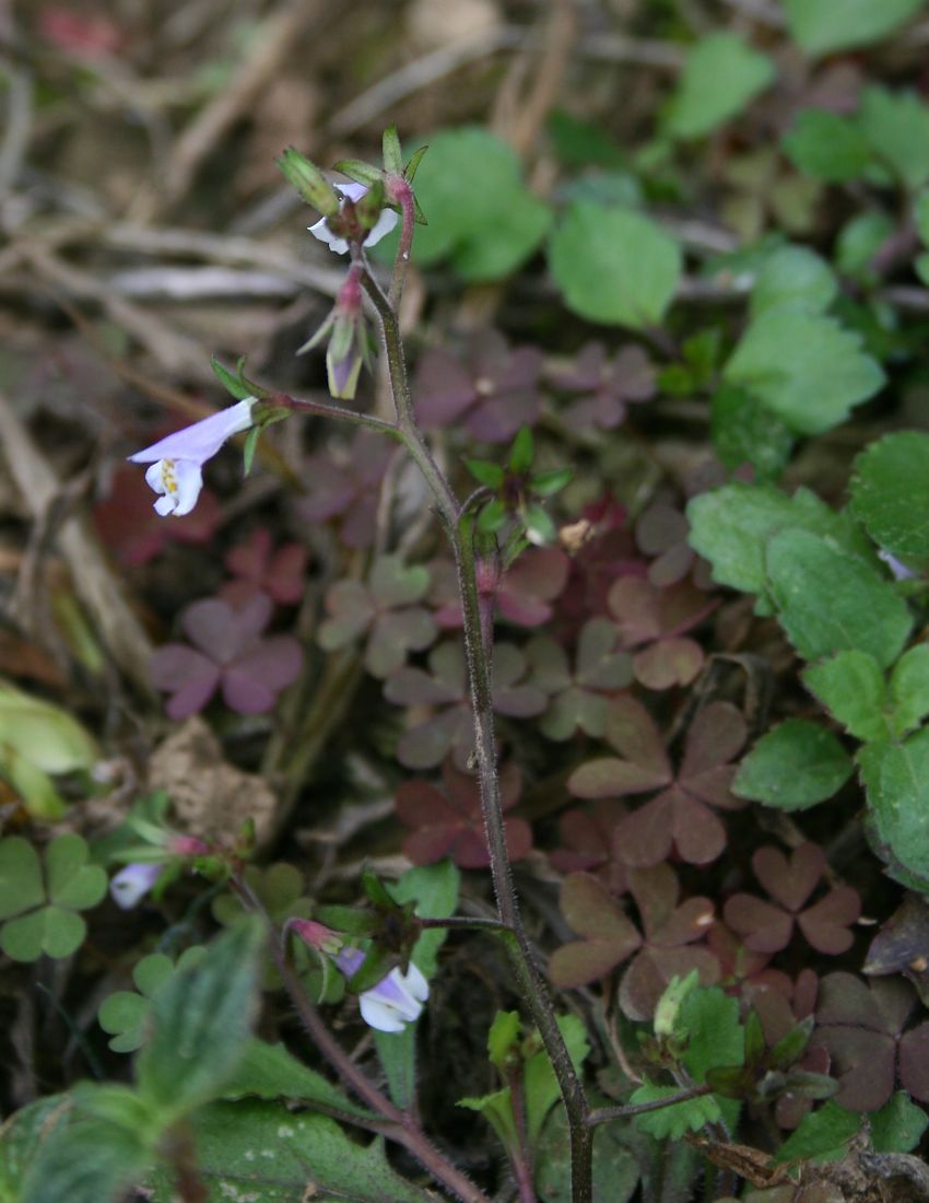 Japanese mazus: Mazus pumilus , Phrymaceae - Vietnam/Việt Nam: Dorf Cán Cấu nördlich von Bắc Hà