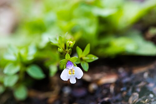 Japanese mazus: Japanese mazus