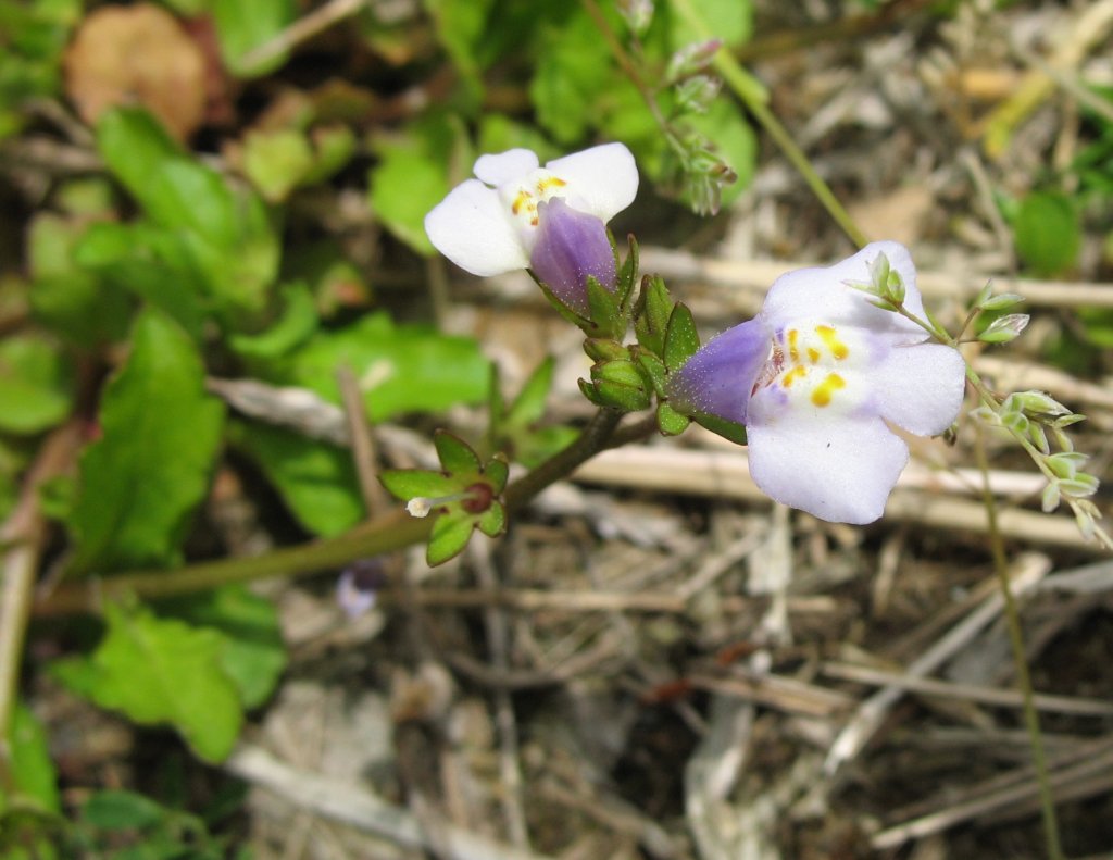 Japanese mazus: Photograph of Mazus pumilus .