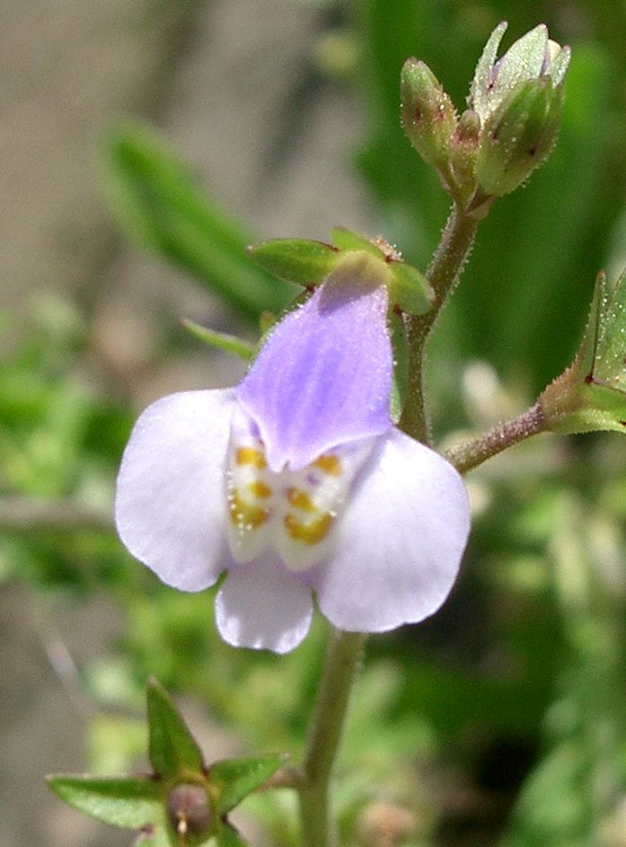 Japanese mazus: Mazus pumilus