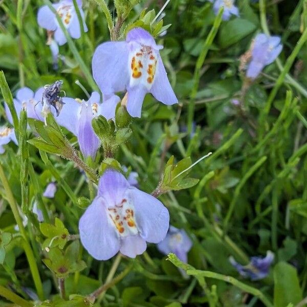 Japanese mazus (Mazus pumilus)