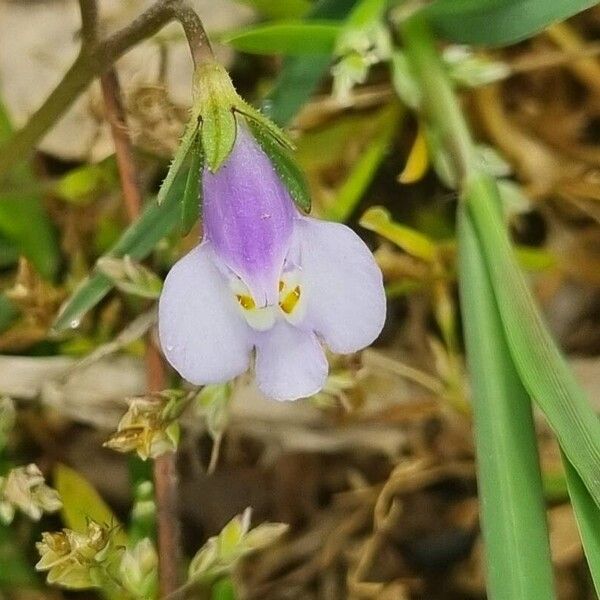 Japanese mazus (Mazus pumilus)