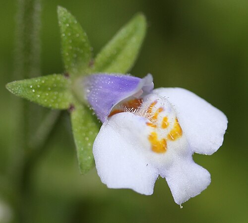 Japanese mazus: Flower of Japanese mazus ( Mazus pumilus ), in Japan.