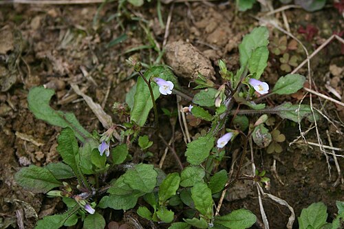 Japanese mazus: Mazus pumilus , Phrymaceae - Vietnam/Việt Nam: Dorf Cán Cấu nördlich von Bắc Hà