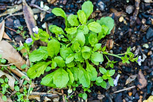 Japanese mazus: Japanese mazus