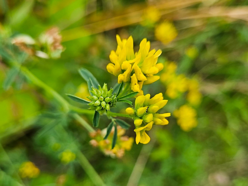 Sickle medick: Medicago falcata ( Fabaceae ) (Sickle Medick) - (flowering), Arnhem - Schuytgraaf (24), the Netherlands