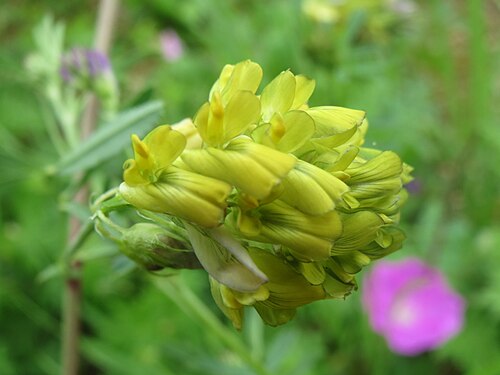 Sickle medick: Sichelklee ( Medicago sativa ssp. falcata ) im Mainzer Sand