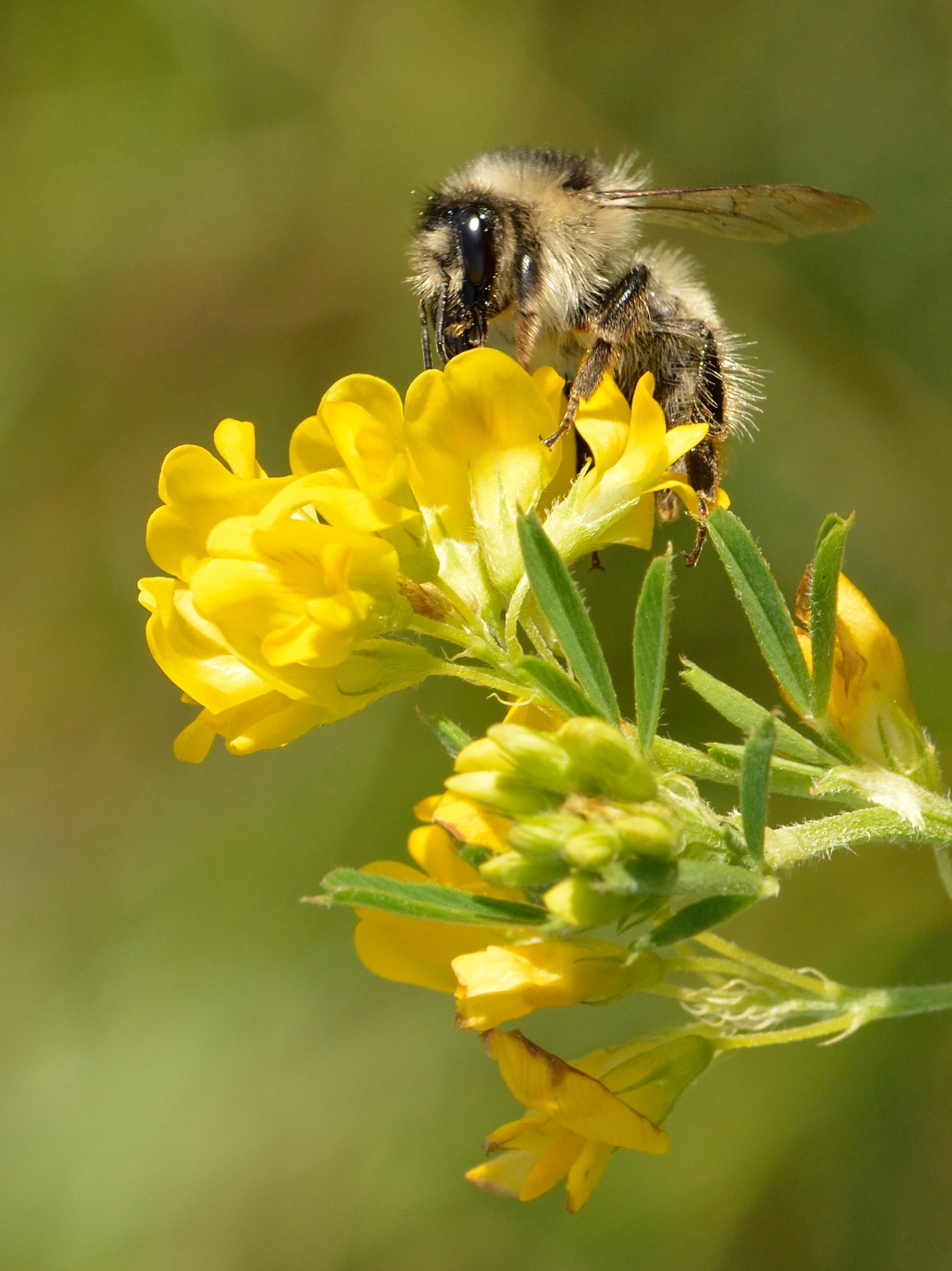 Sickle medick: Shrill carder bee ( Bombus sylvarum ) on the yellow alfalfa ( Medicago falcata ). Keila, Northwestern Estonia.