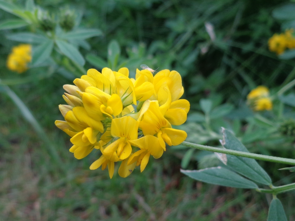 Sickle medick: Medicago falcata. Found in Rīga town, Latvia