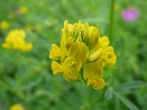 Sickle medick: Sichelklee ( Medicago sativa ssp. falcata ) im Mainzer Sand