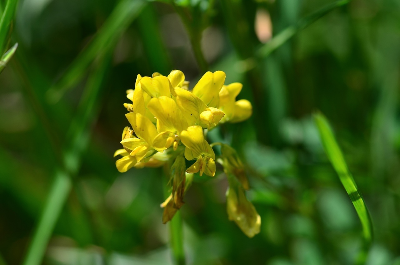 Sickle medick: Medicago falcata