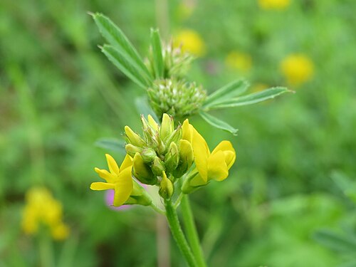 Sickle medick: Sichelklee ( Medicago sativa ssp. falcata ) im Mainzer Sand