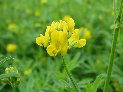 Sickle medick: Sichelklee ( Medicago sativa ssp. falcata ) im Mainzer Sand