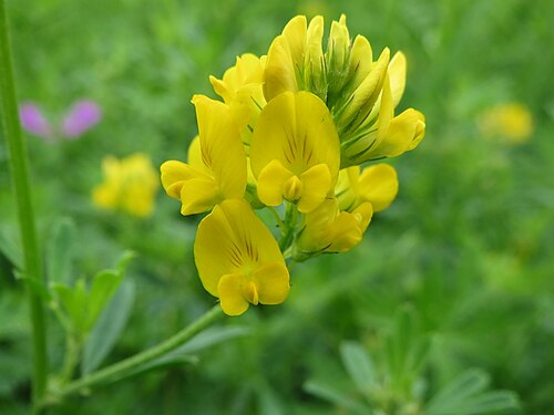 Sickle medick: Sichelklee ( Medicago sativa ssp. falcata ) im Mainzer Sand