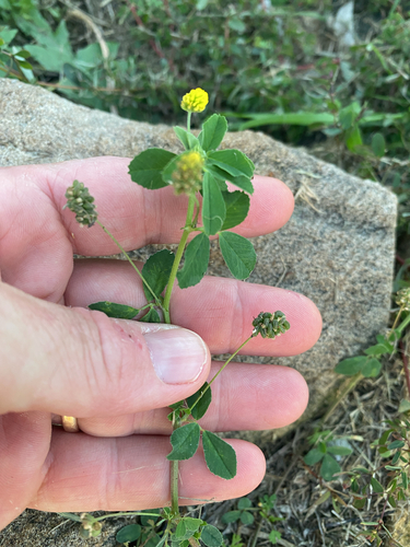 Black medick (Medicago lupulina)
