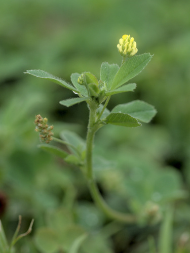 Black medick (Medicago lupulina)