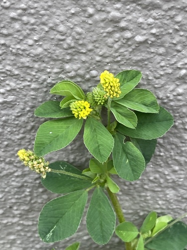 Black medick (Medicago lupulina)
