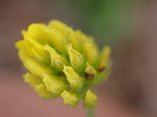 Black medick (Medicago lupulina)