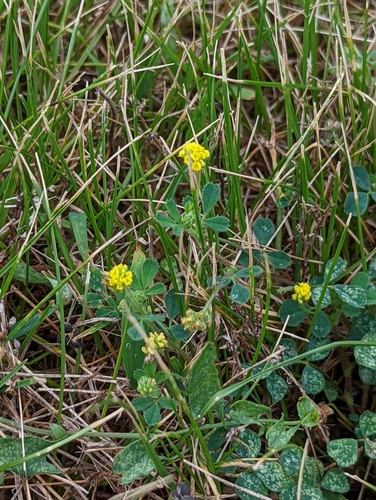 Black medick (Medicago lupulina)