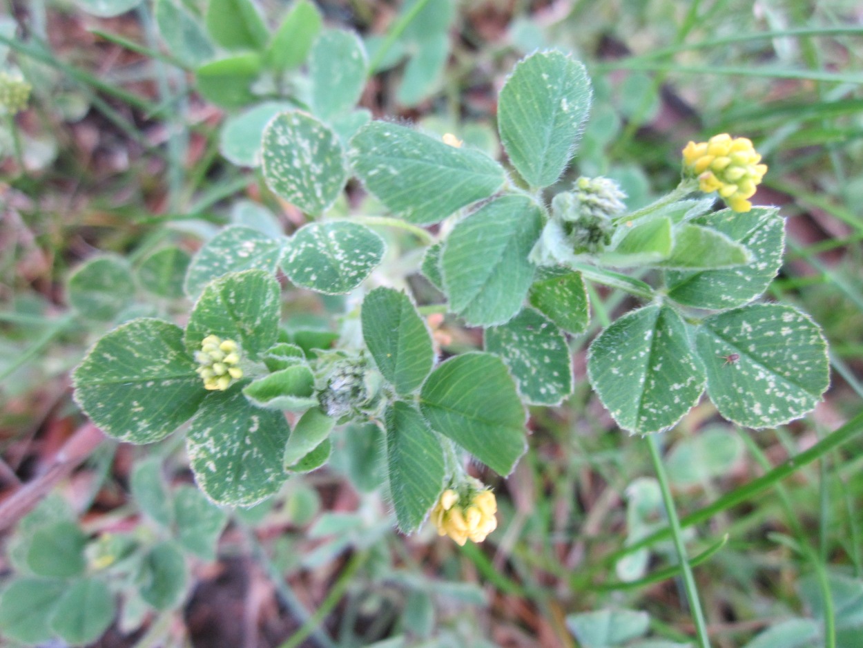 Black medick: Hopfenklee ( Medicago lupulina ) im Landesgartenschaupark Hockenheim
