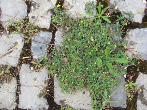 Black medick (Medicago lupulina)