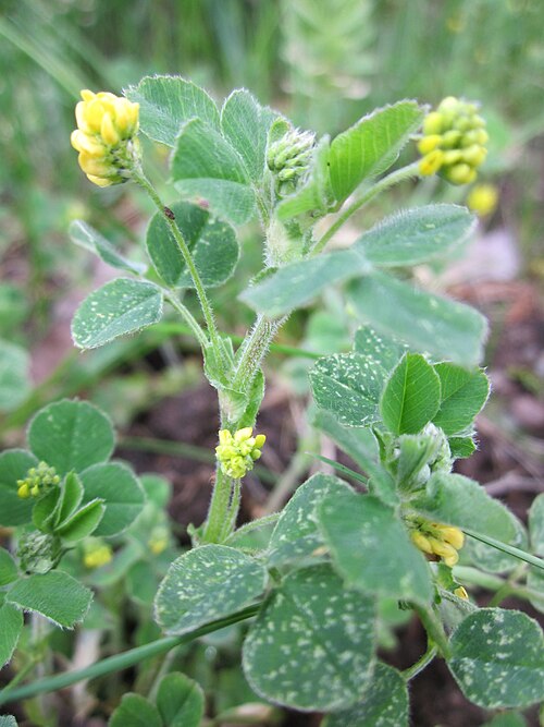 Black medick: Hopfenklee ( Medicago lupulina ) im Landesgartenschaupark Hockenheim