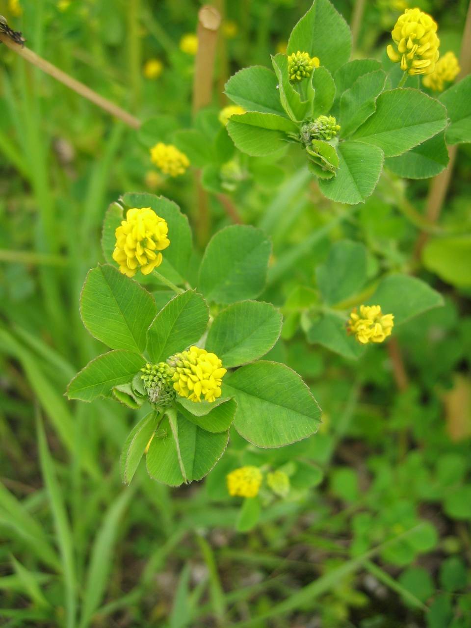 Black medick (Medicago lupulina)