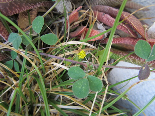 Black medick (Medicago lupulina)
