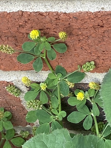 Black medick (Medicago lupulina)