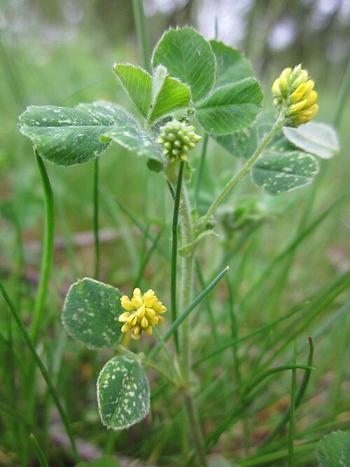 Black medick: Hopfenklee ( Medicago lupulina ) im Landesgartenschaupark Hockenheim
