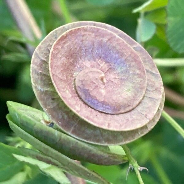 Blackdisk medick (Medicago orbicularis)