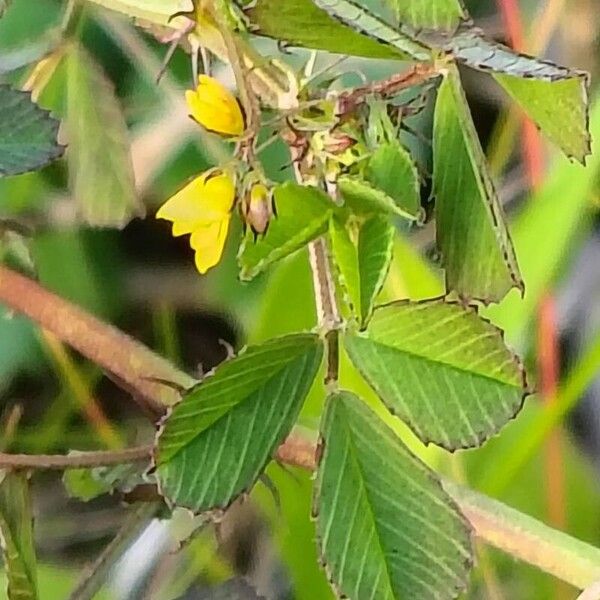 Blackdisk medick (Medicago orbicularis)