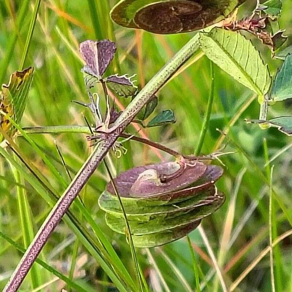 Blackdisk medick (Medicago orbicularis)