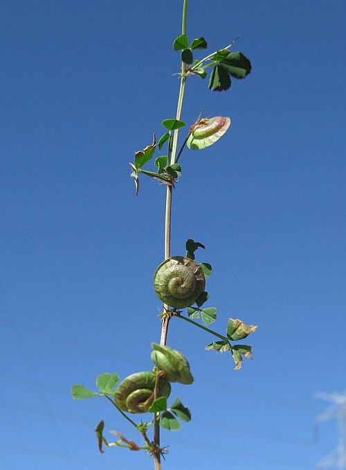 Blackdisk medick: Introduced, cool season, annual, glabrous to sparsely hairy herb; branches prostrate and 20–50 cm long. Leaves are trifoliolate; leaflets ± obovate; terminal le
