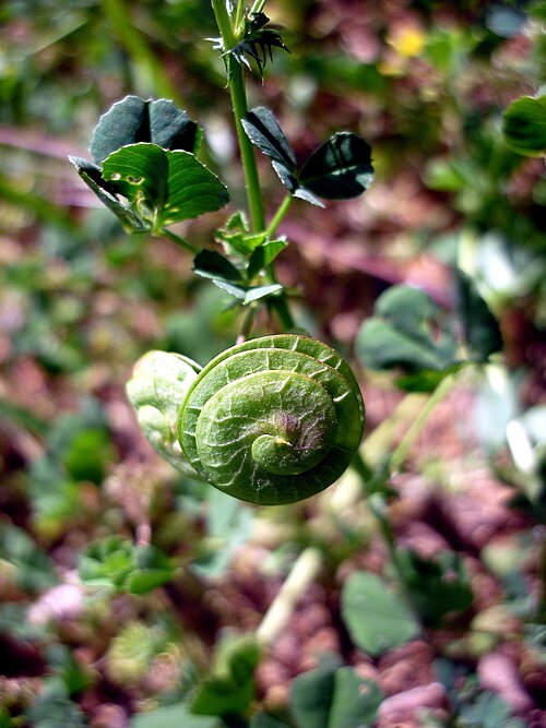 Blackdisk medick: Medicago orbicularis . In Torà (Segarra-Catalunya). To 560 m. altitude