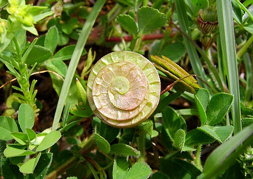 Blackdisk medick: Medicago orbicularis, Cilento, Italy