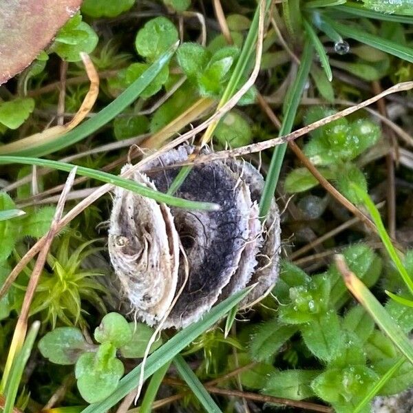 Blackdisk medick (Medicago orbicularis)