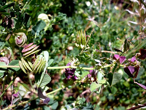 Blackdisk medick: Medicago orbicularis . In Torà (Segarra-Catalunya). To 560 m. altitude