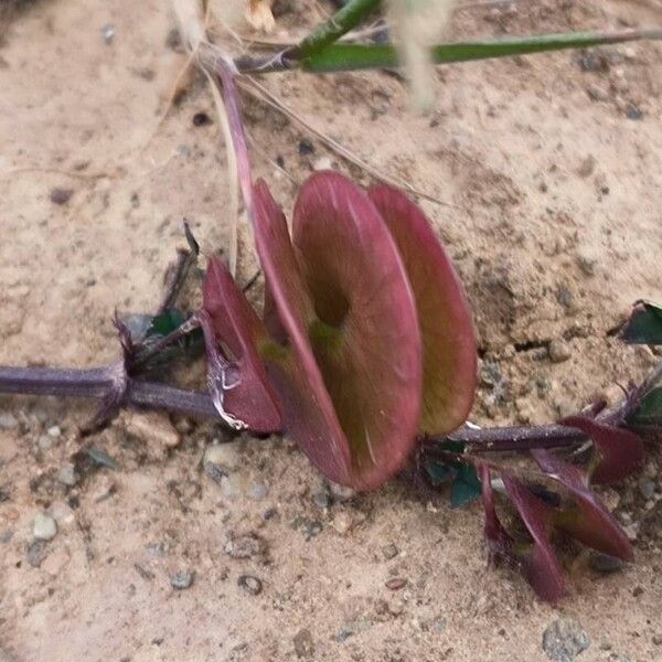 Blackdisk medick (Medicago orbicularis)
