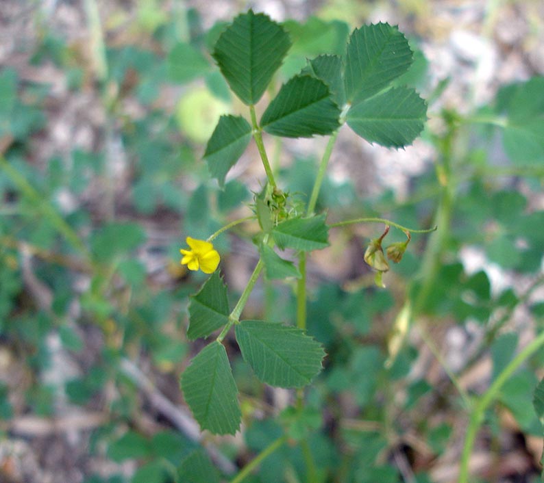 Blackdisk medick (Medicago orbicularis)