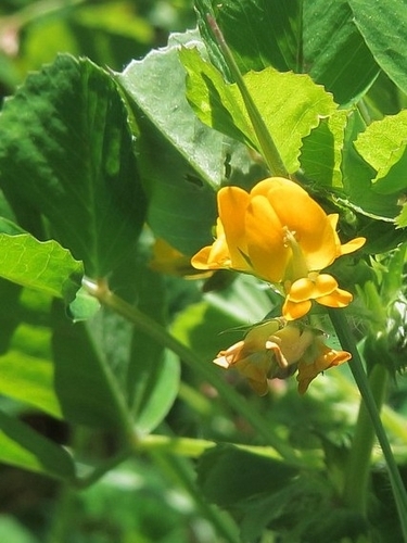 Burclover (Medicago polymorpha)