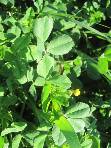 Burclover (Medicago polymorpha)