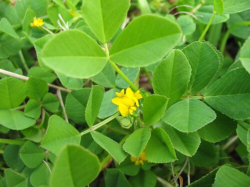 Burclover: Rauer Schneckenklee ( Medicago polymorpha ) - Flower