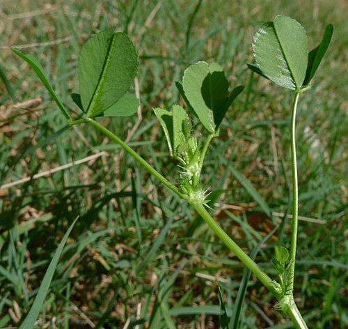 Burclover: Burr Medic, Medicago polymorpha , leaves and stems. Como NSW Australia, September 2013.