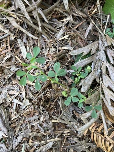 Burclover (Medicago polymorpha)