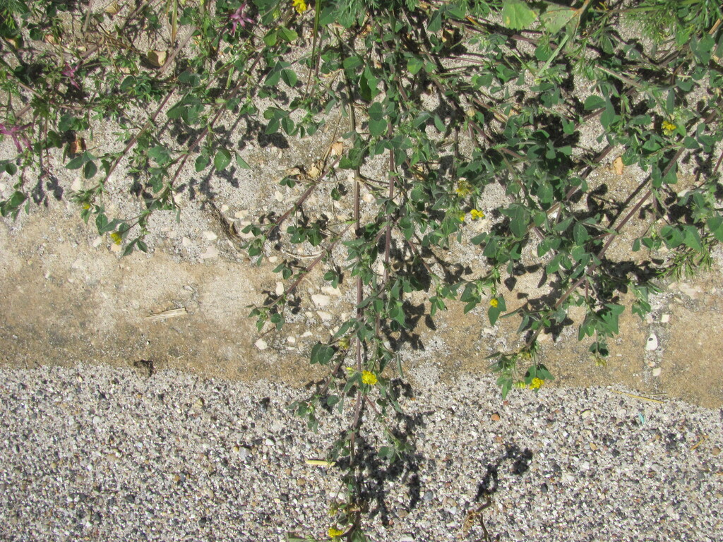 Burclover (Medicago polymorpha)