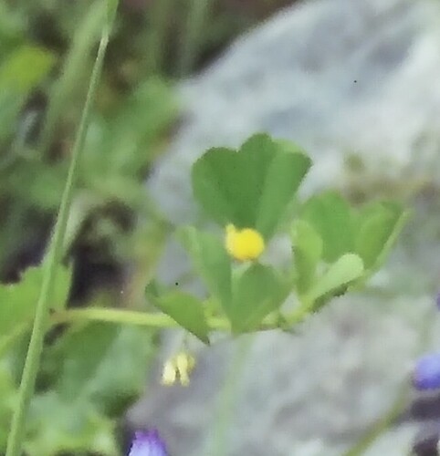 Burclover (Medicago polymorpha)