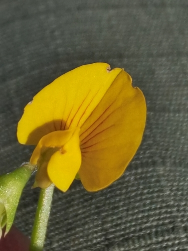 Burclover (Medicago polymorpha)